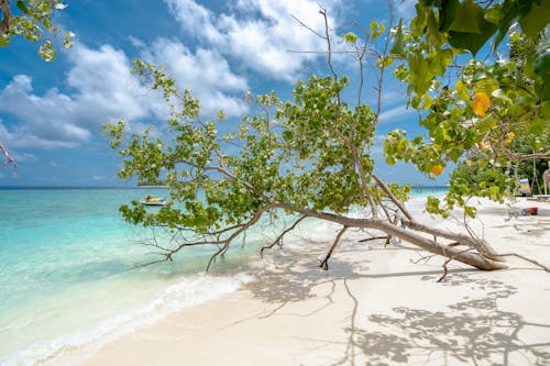 ada, ağaç, beyaz kumlar içeren Ücretsiz stok fotoğraf