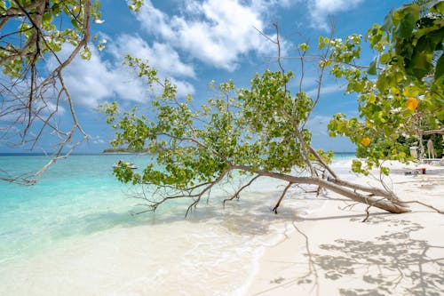 ada, ağaç, beyaz kumlar içeren Ücretsiz stok fotoğraf