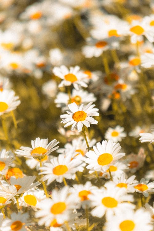 Fotobanka s bezplatnými fotkami na tému dedinský, exteriéry, farba