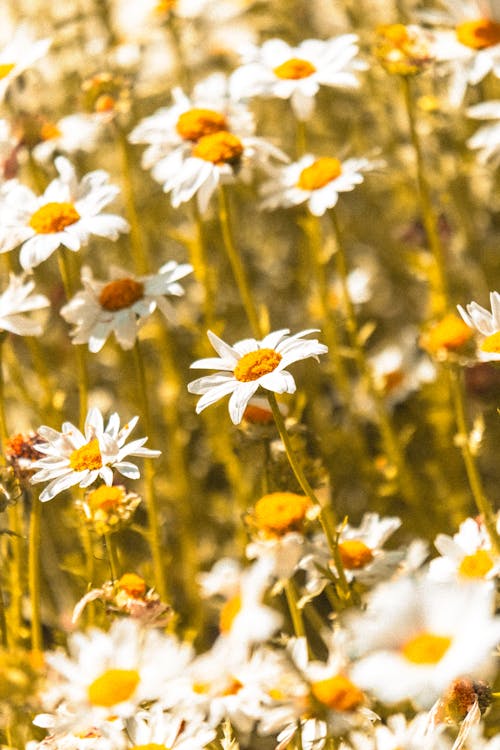 Foto stok gratis bidang, bunga, bunga kamomil
