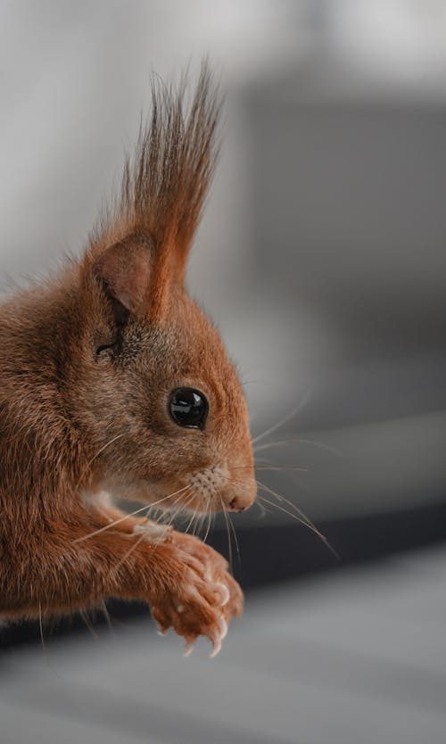 A close up of a squirrel with its tail up