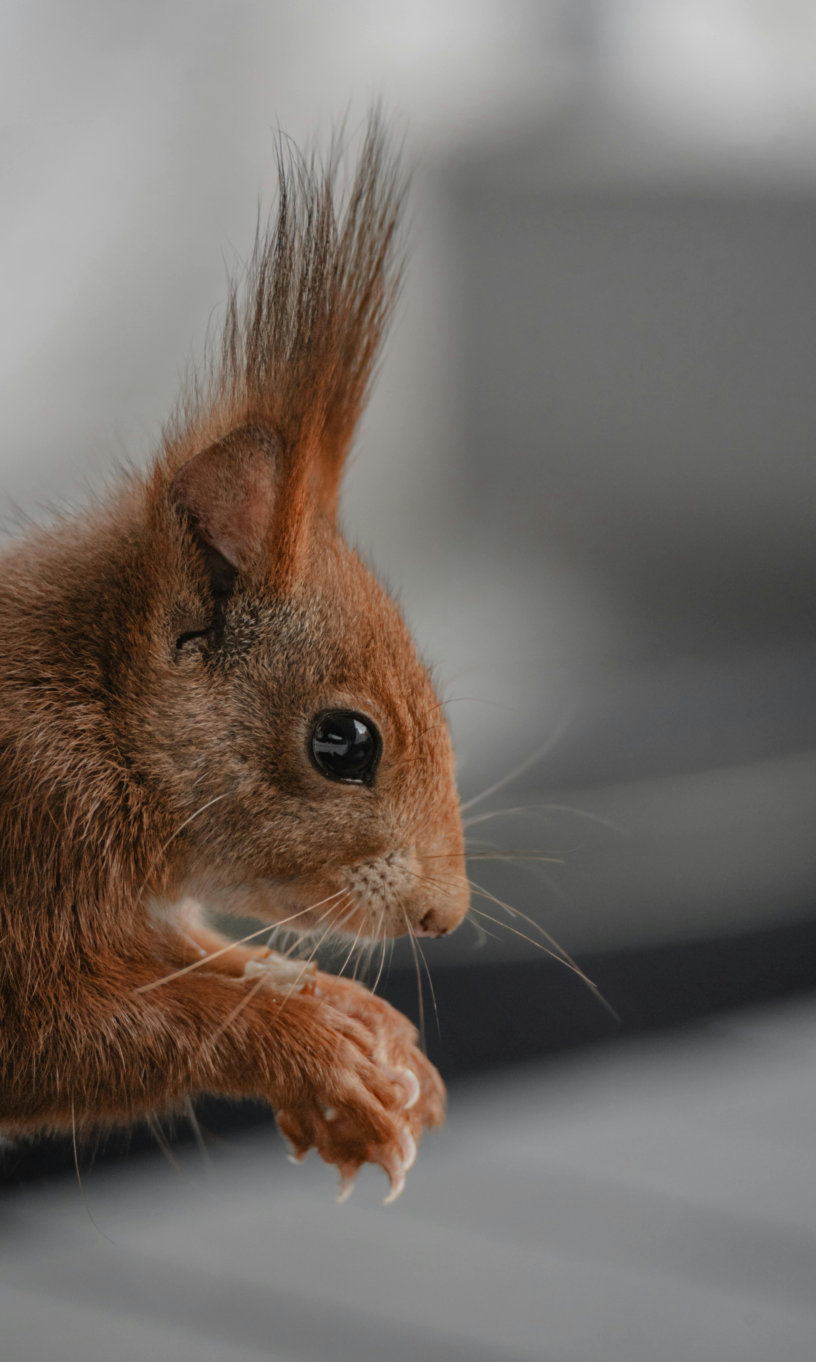 Selective Focus Of Squirrel · Free Stock Photo