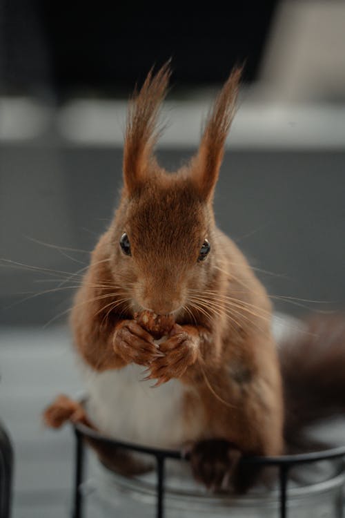 A squirrel is sitting on top of a metal container