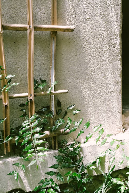 A bamboo lattice is placed against a wall