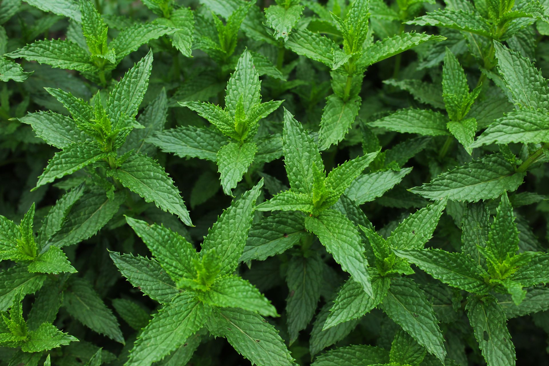 Close-up view of lush green spearmint plants in natural setting, showcasing detail and texture.