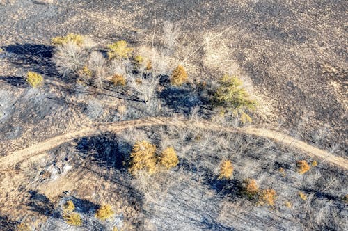 An aerial view of a dirt road and trees