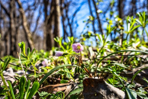 パーク, フローラ, 咲くの無料の写真素材