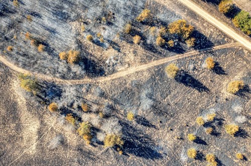 An aerial view of a road and trees