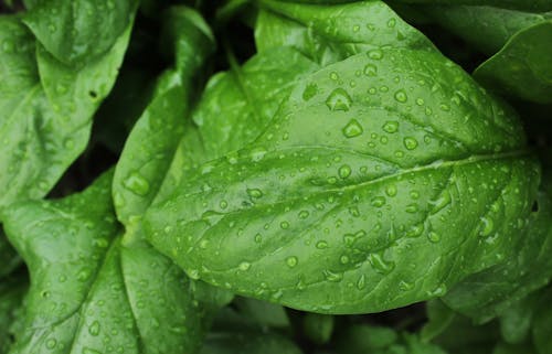 Kostnadsfri bild av äta nyttigt, botanisk trädgård, efter regn