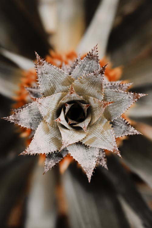 Selective Focus Photography of Orange and Brown Pineapple Plant