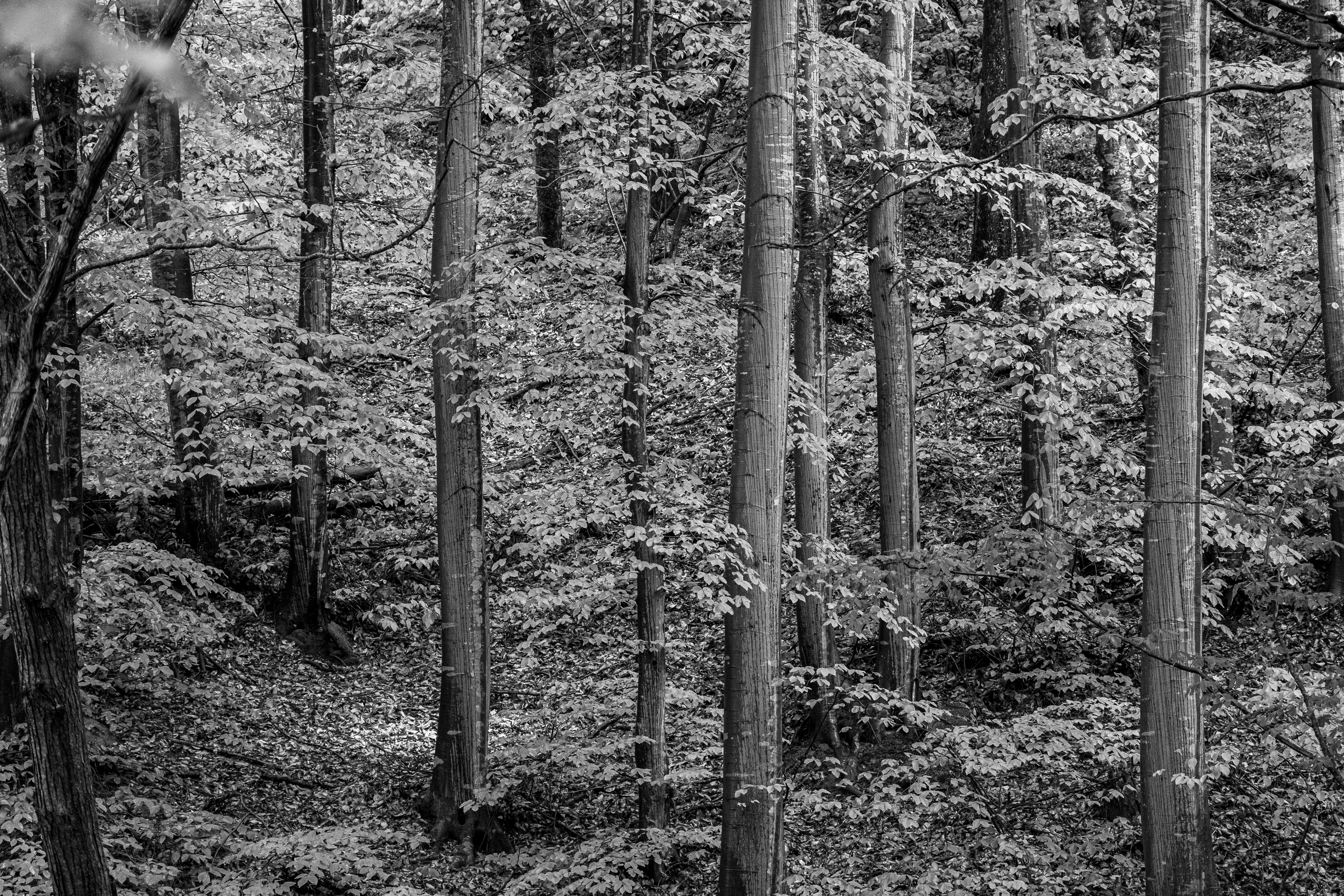 Black and white image of a lush forest with tall trees and dense foliage.