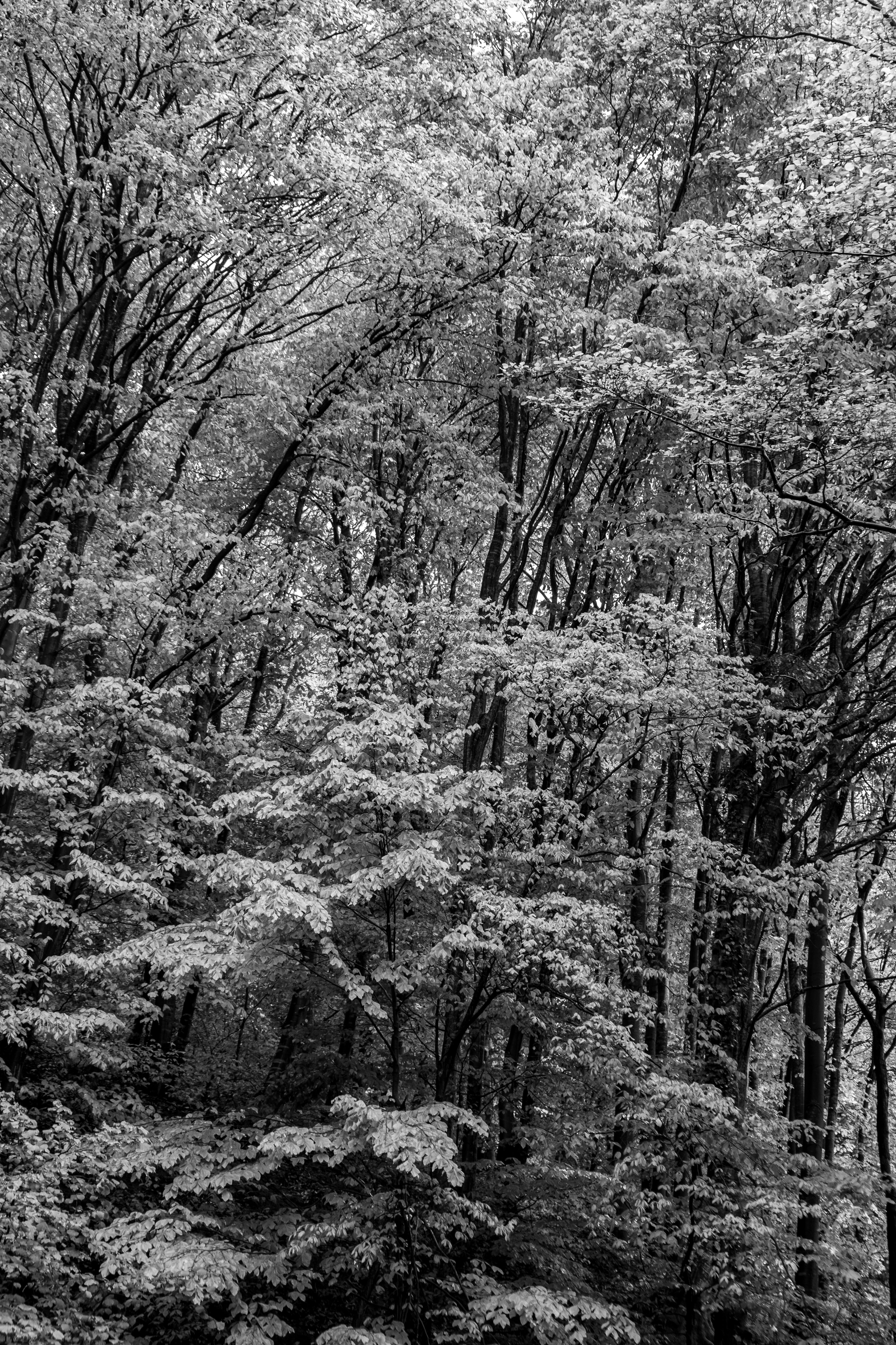 Monochrome image of lush forest trees creating a serene atmosphere.