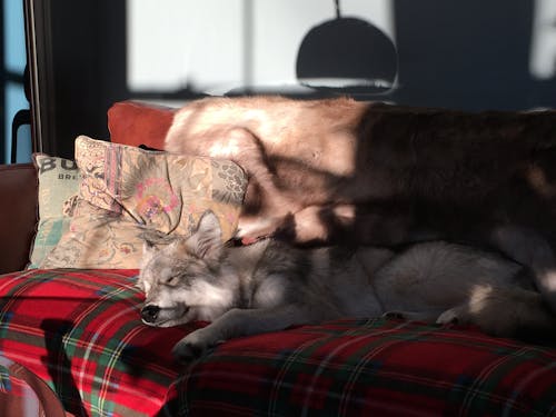 Fotobanka s bezplatnými fotkami na tému pohovka, spiaci, šteniatko