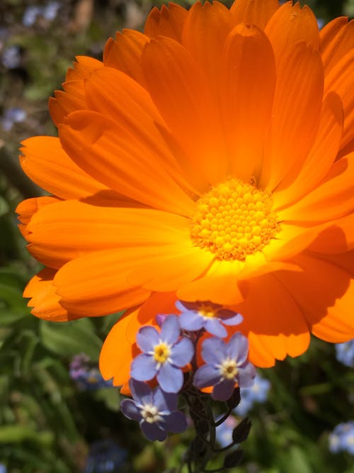 Fotobanka s bezplatnými fotkami na tému kvet, oranžová