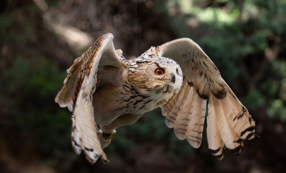 owl photo