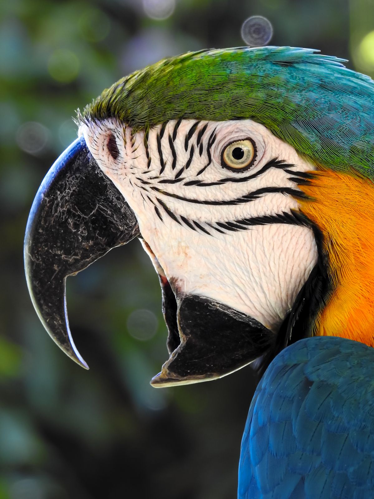 Blue-and-yellow macaw portrait with vivid feathers