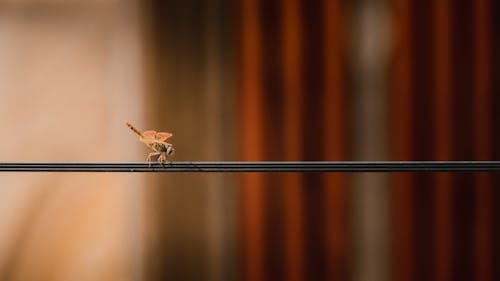 böcek fotoğrafçılığı, böcekler, hayvan içeren Ücretsiz stok fotoğraf