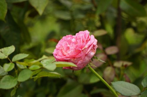 Free Close-up of a vivid pink rose surrounded by lush green leaves, symbolizing beauty and growth. Stock Photo