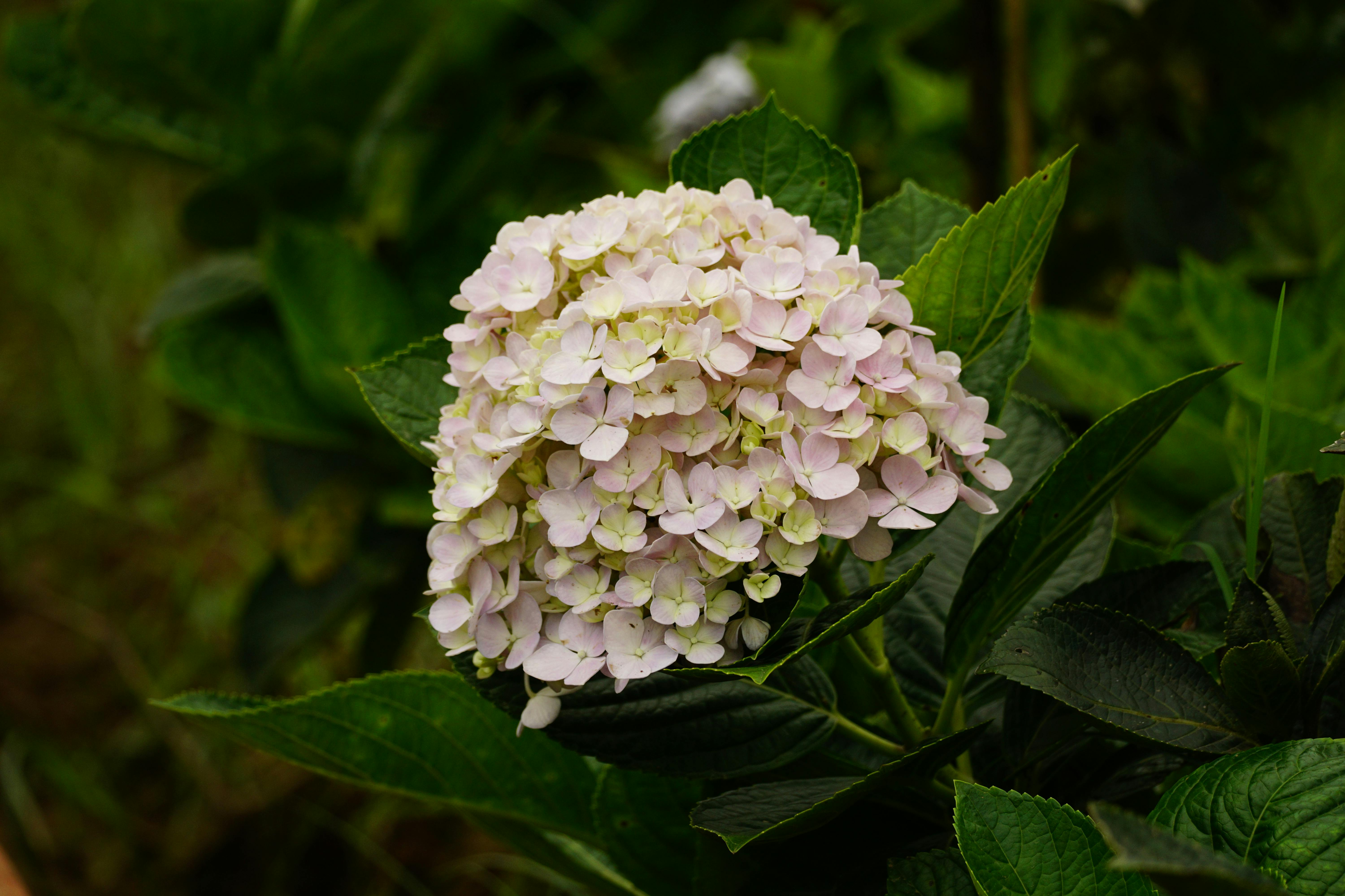 Delicate light pink hydrangea bloom detailed in a natural garden setting.