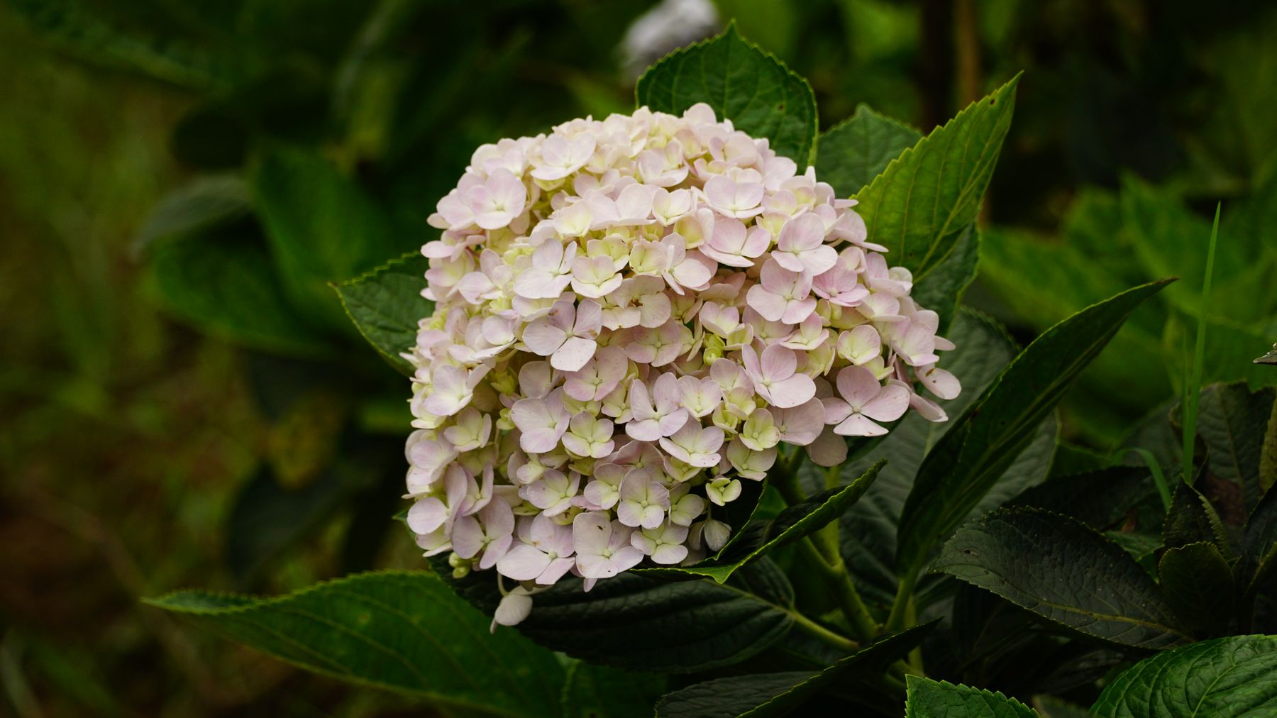 Delicate light pink hydrangea bloom detailed in a natural garden setting.