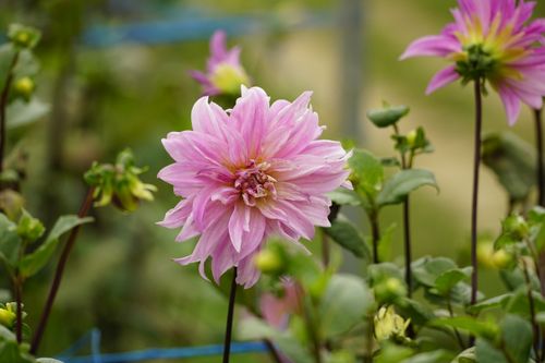 Free Close-up of a vibrant pink dahlia flower blooming among green foliage in a garden. Stock Photo