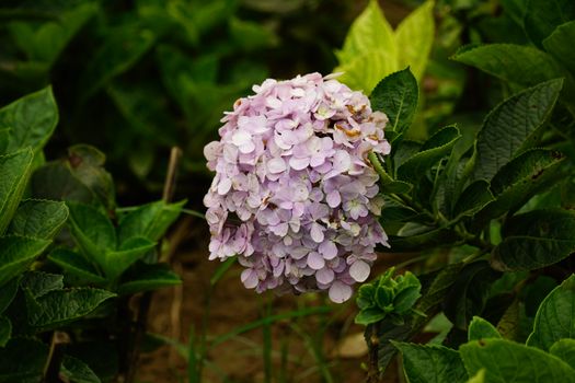 Vibrant hydrangea flower in full bloom with lush green foliage in an outdoor setting.