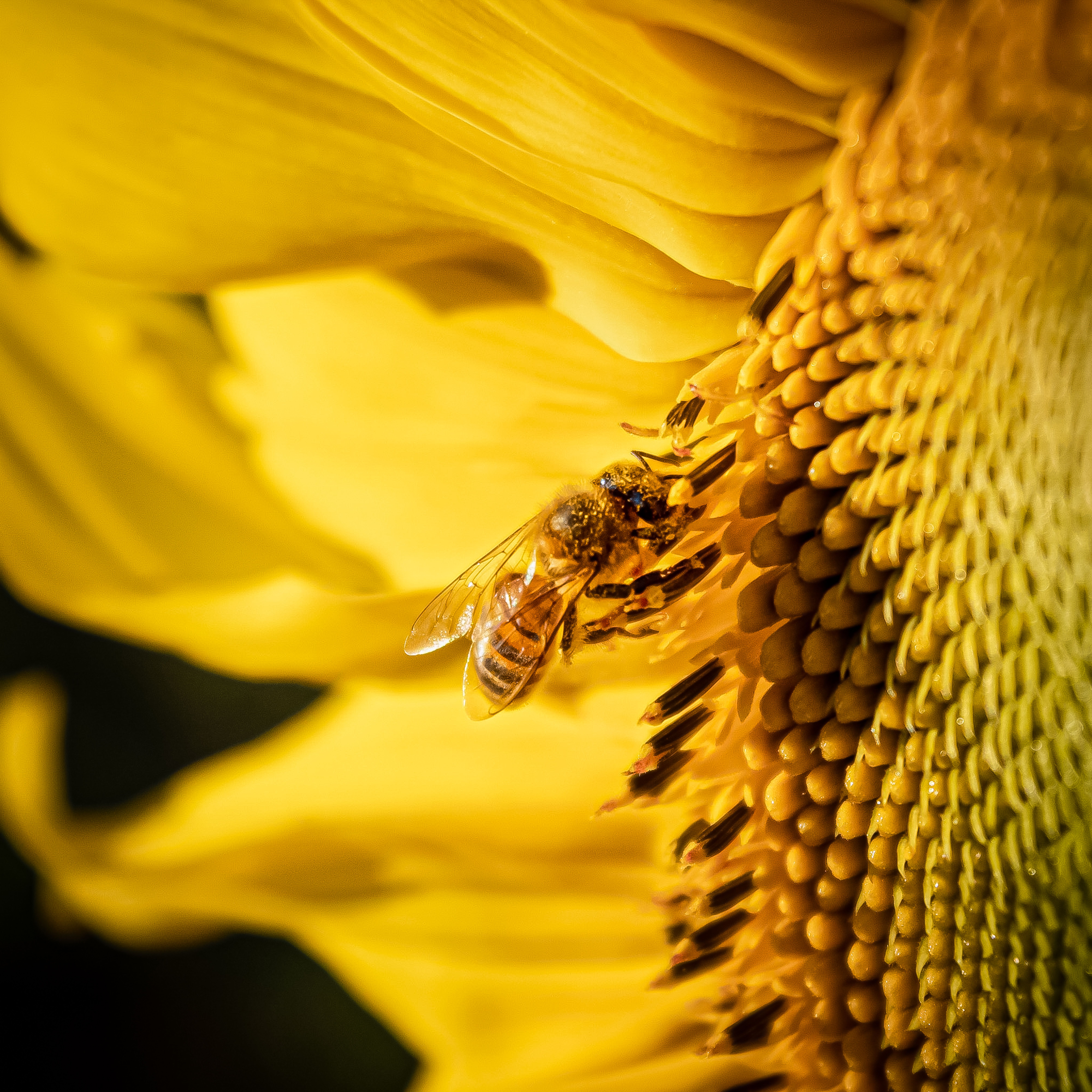 Beeswax