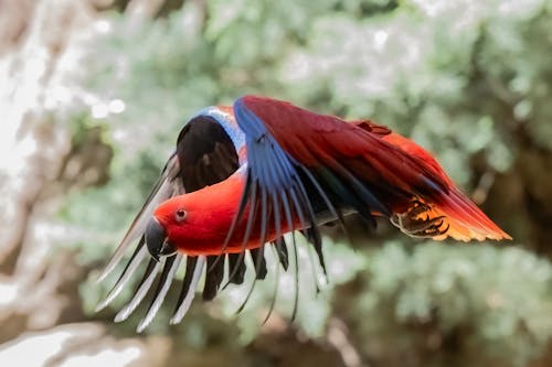 A red and blue parrot flying through the air