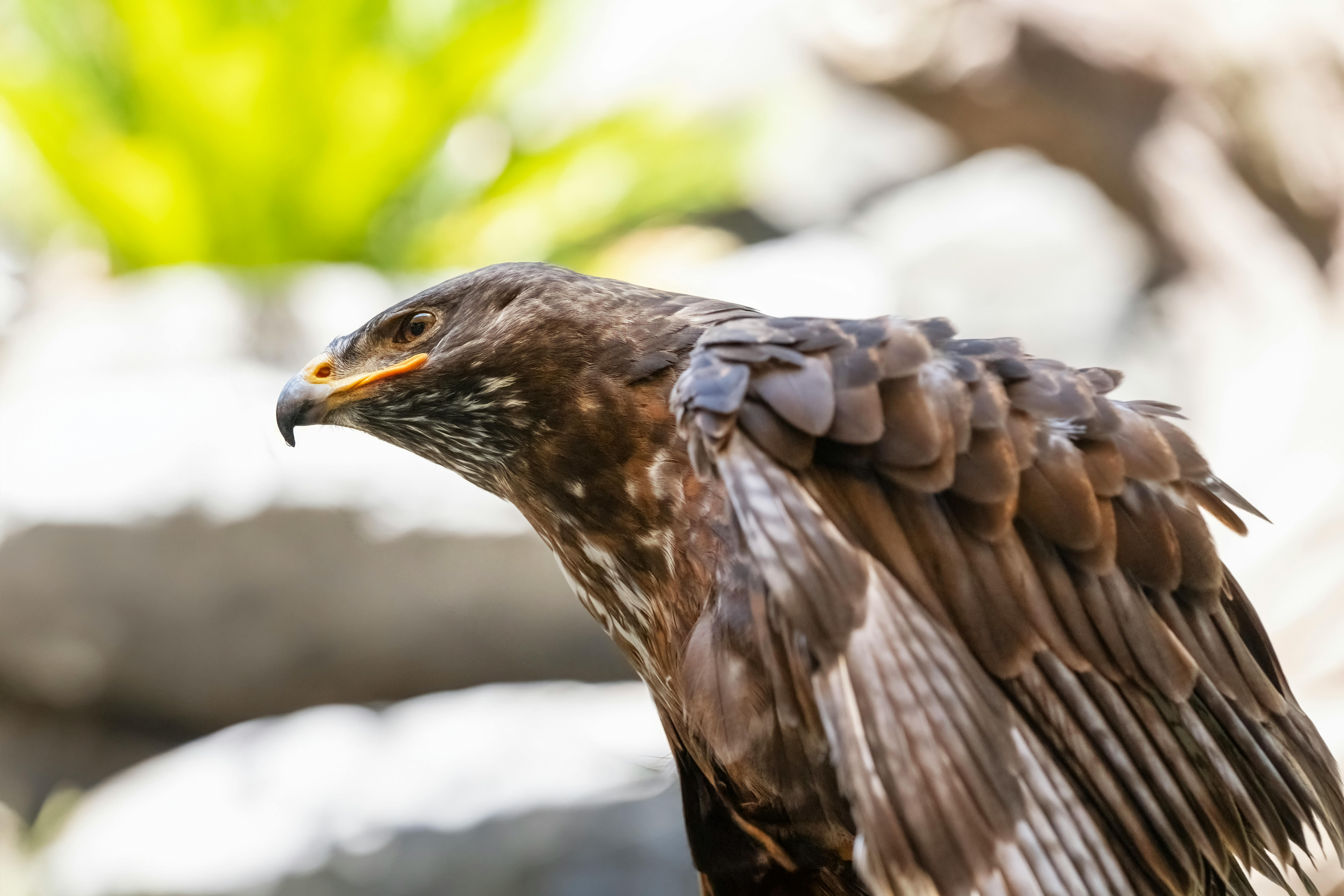 Golden Eagle in flight over European landscape