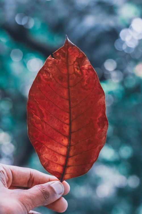 Free Detailed shot of a dry leaf held against a blurred nature backdrop. Stock Photo