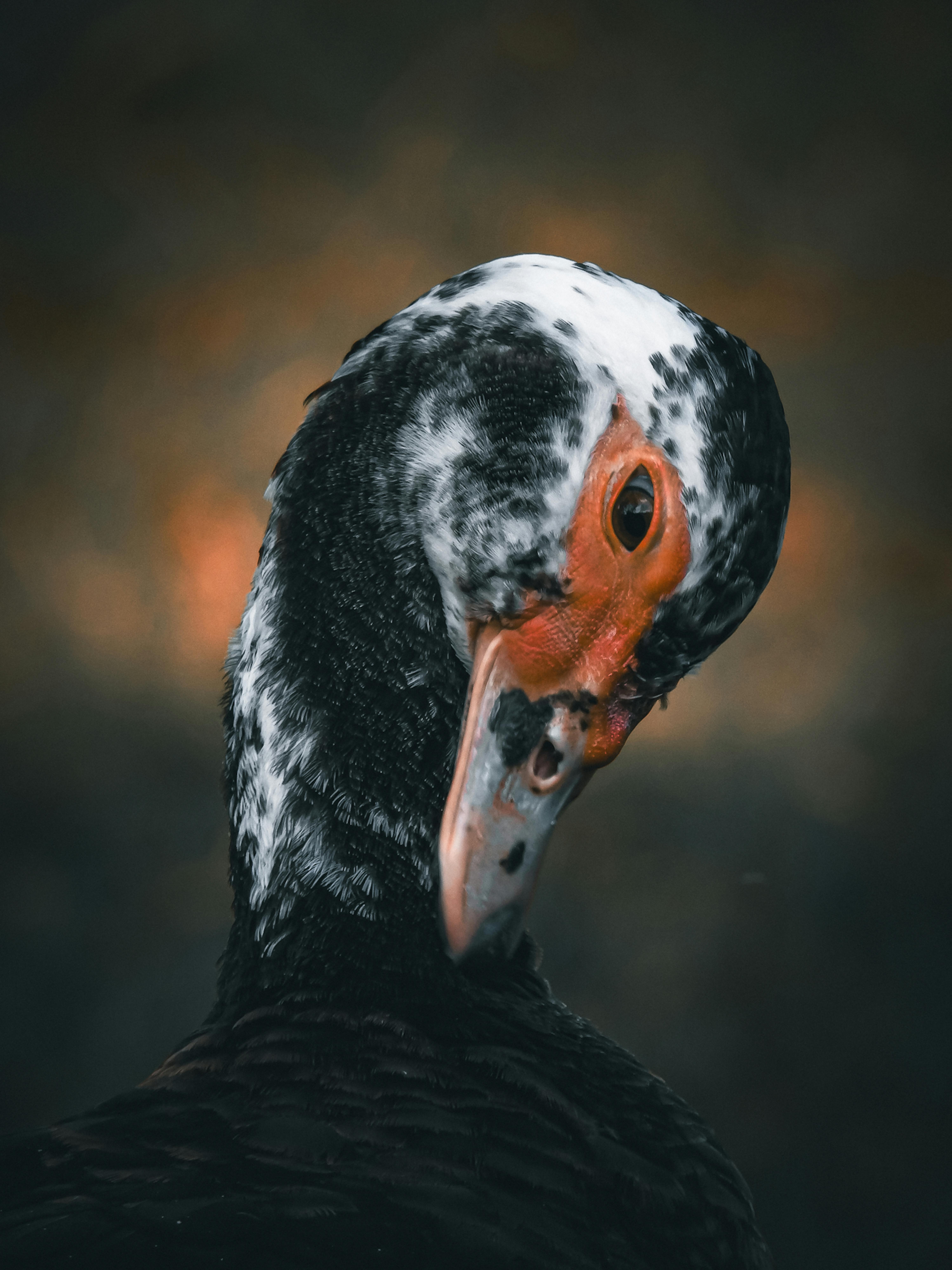 Orange And Black Birds Photos, Download The BEST Free Orange And Black Birds Stock Photos & HD