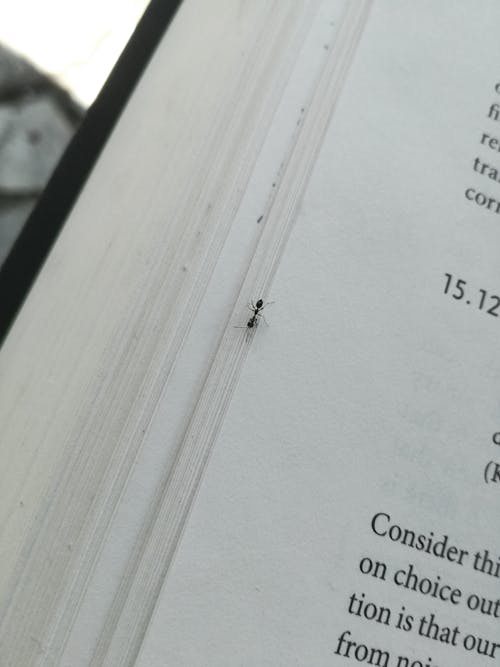 Free stock photo of ant, book, book pages Stock Photo