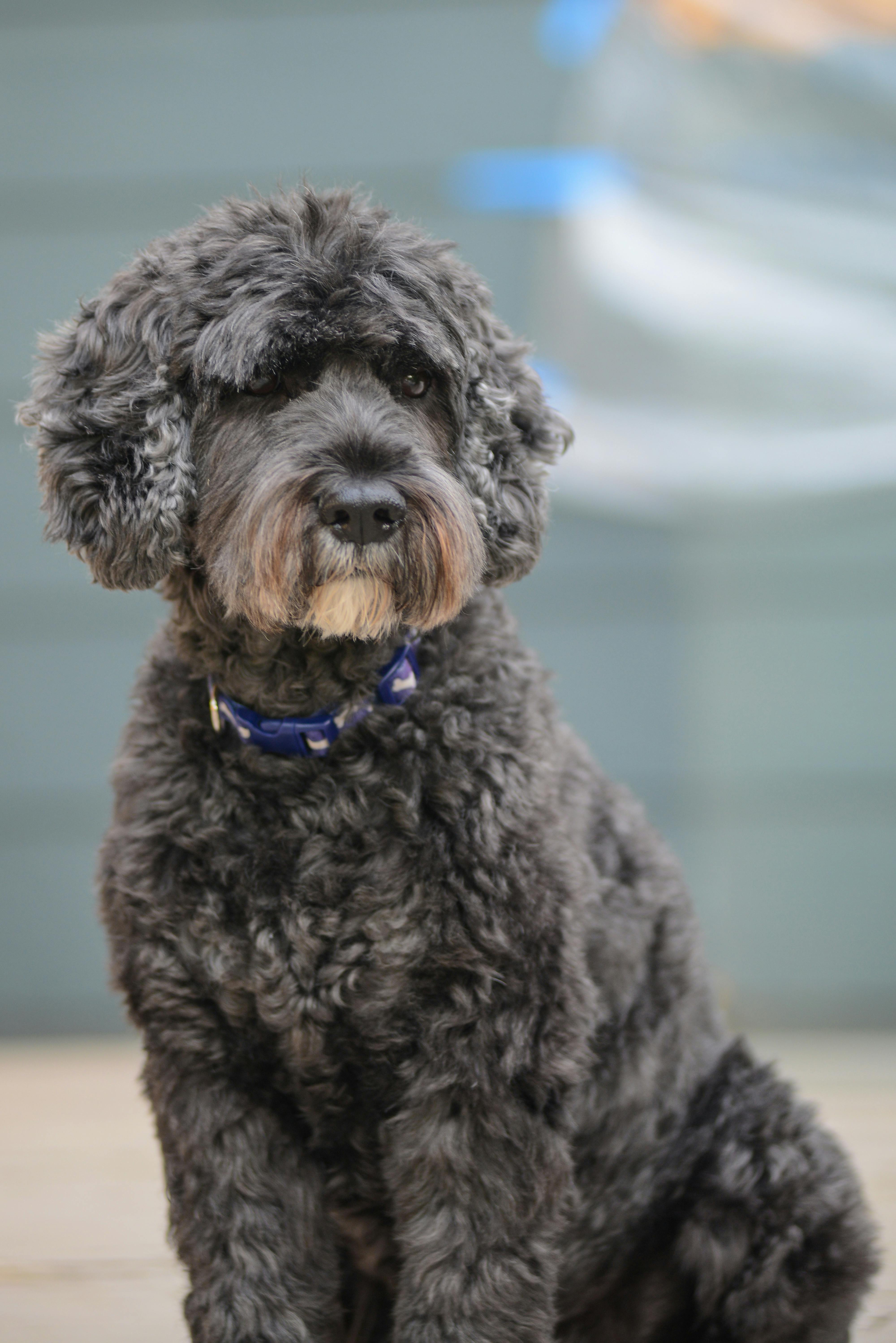 Closeup Photo of a Spanish Water Dog Sitting on Ground · Free Stock Photo