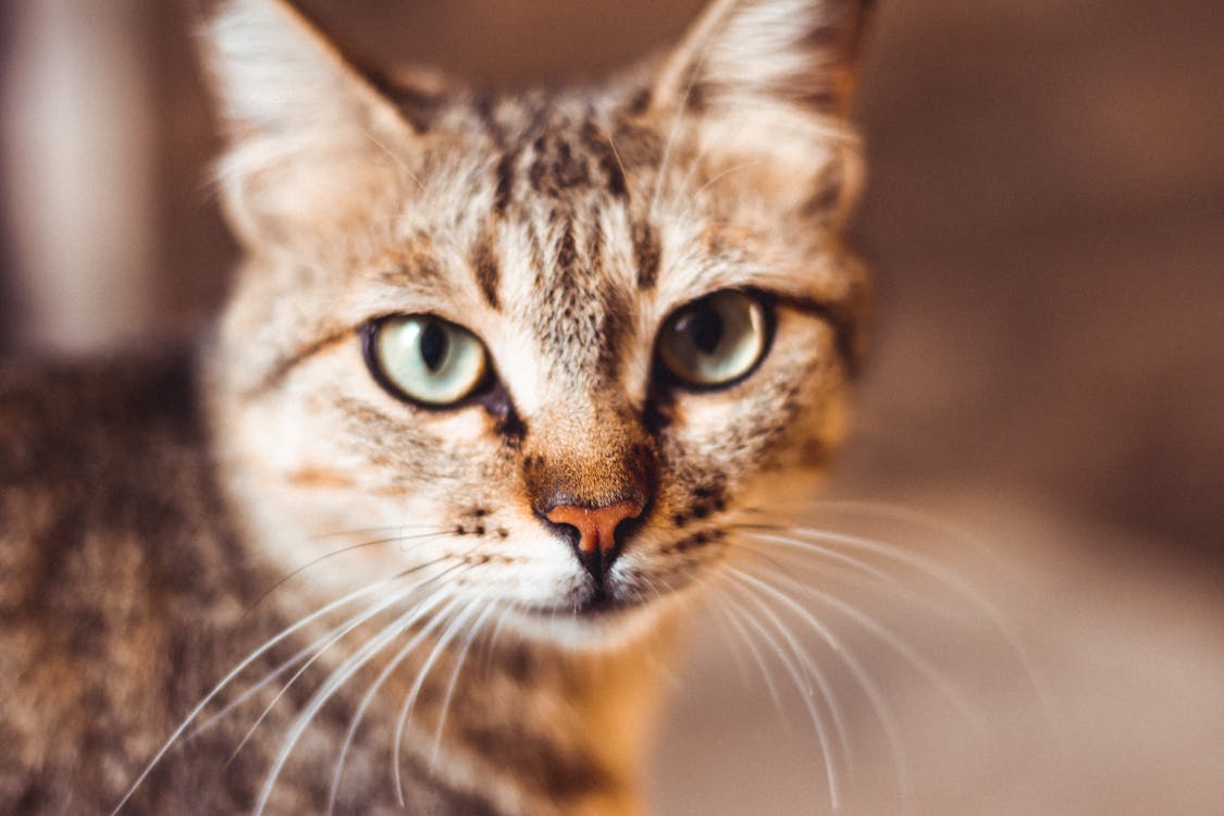 Free Grey Tabby Kitten Stock Photo