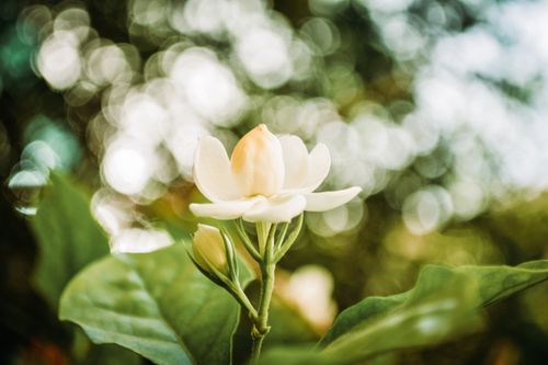 Free A white flower in lush greenery with a soft bokeh background, showcasing nature's delicate beauty. Stock Photo