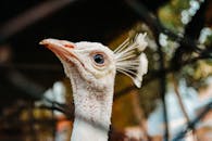 Shallow Focus Photo of Gray Bird