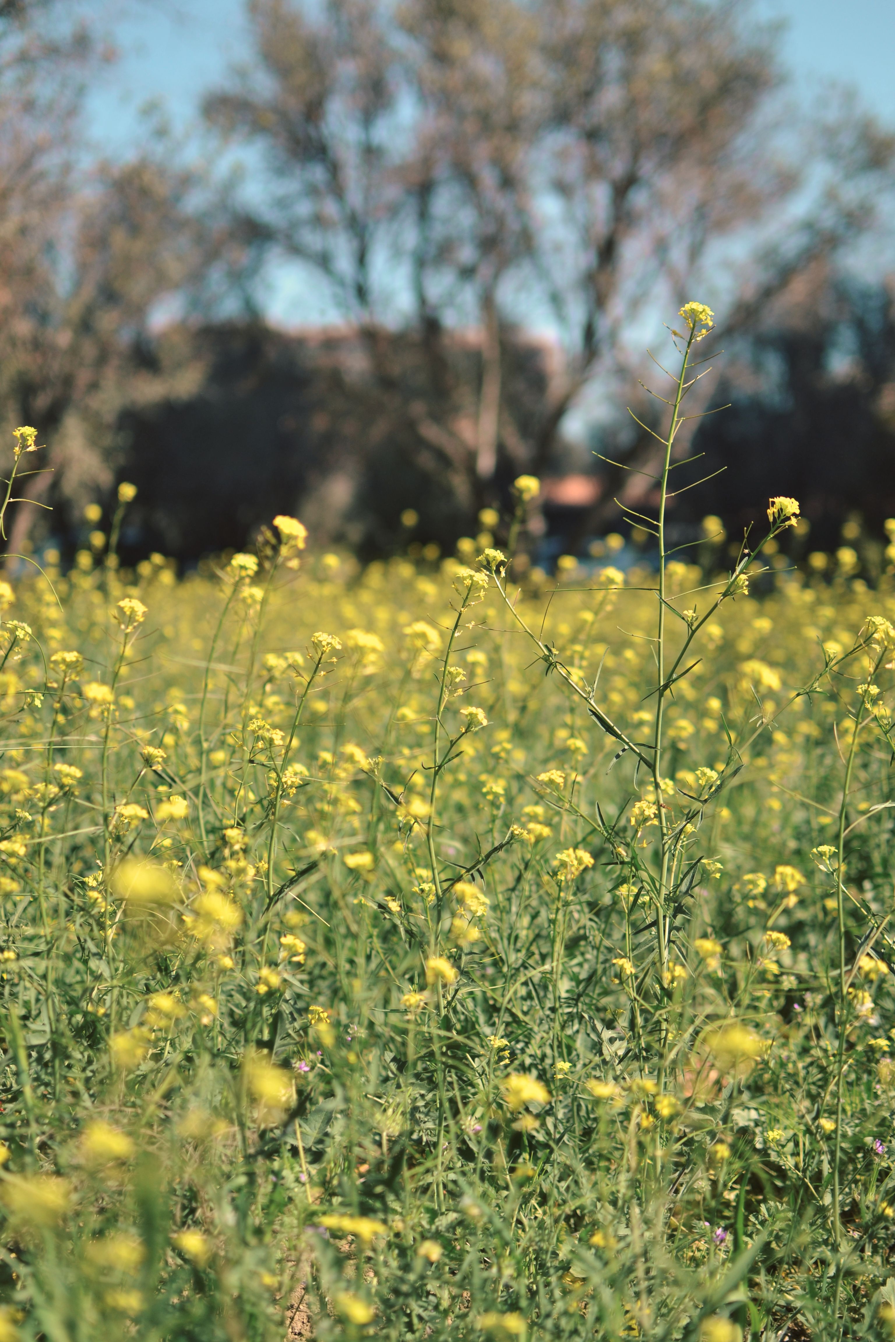 Yellow Flowers Blooming in a Meadow · Free Stock Photo