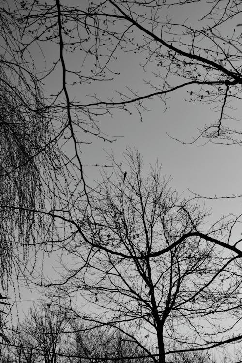 Foto d'estoc gratuïta de amb silueta, arbre, arbre de tardor