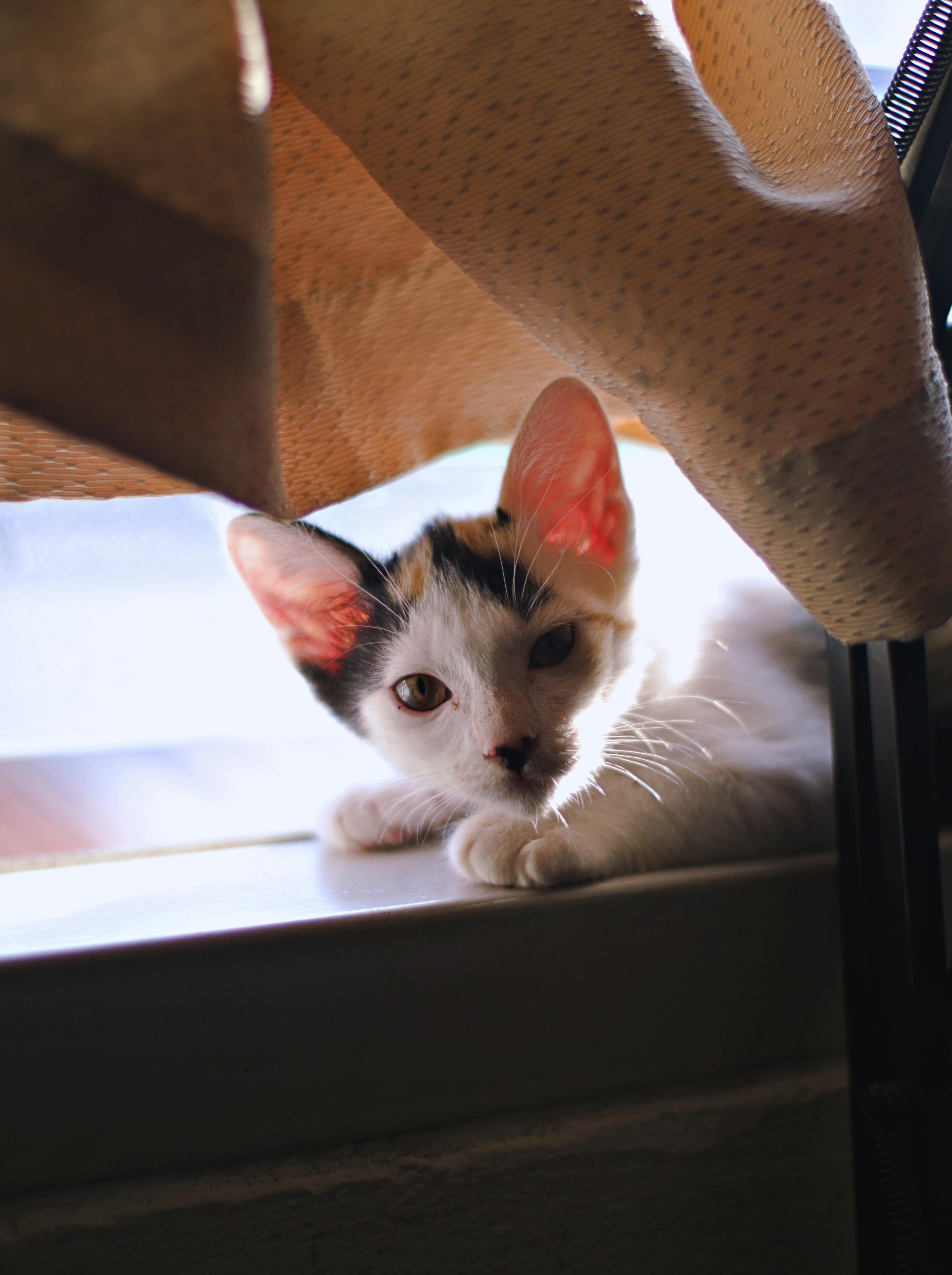 A calico cat lounging on a sunny window sill, peeking through curtains.