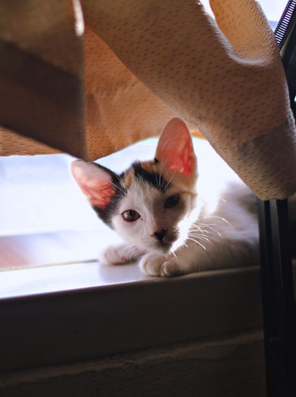 Calico cat lounging on a sunlit window sill, photo by Nattaphat Phau on Pexels