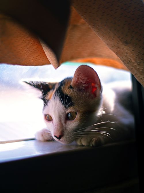 Free Adorable calico kitten lounging on a sunny window sill, peeking from behind curtains. Stock Photo