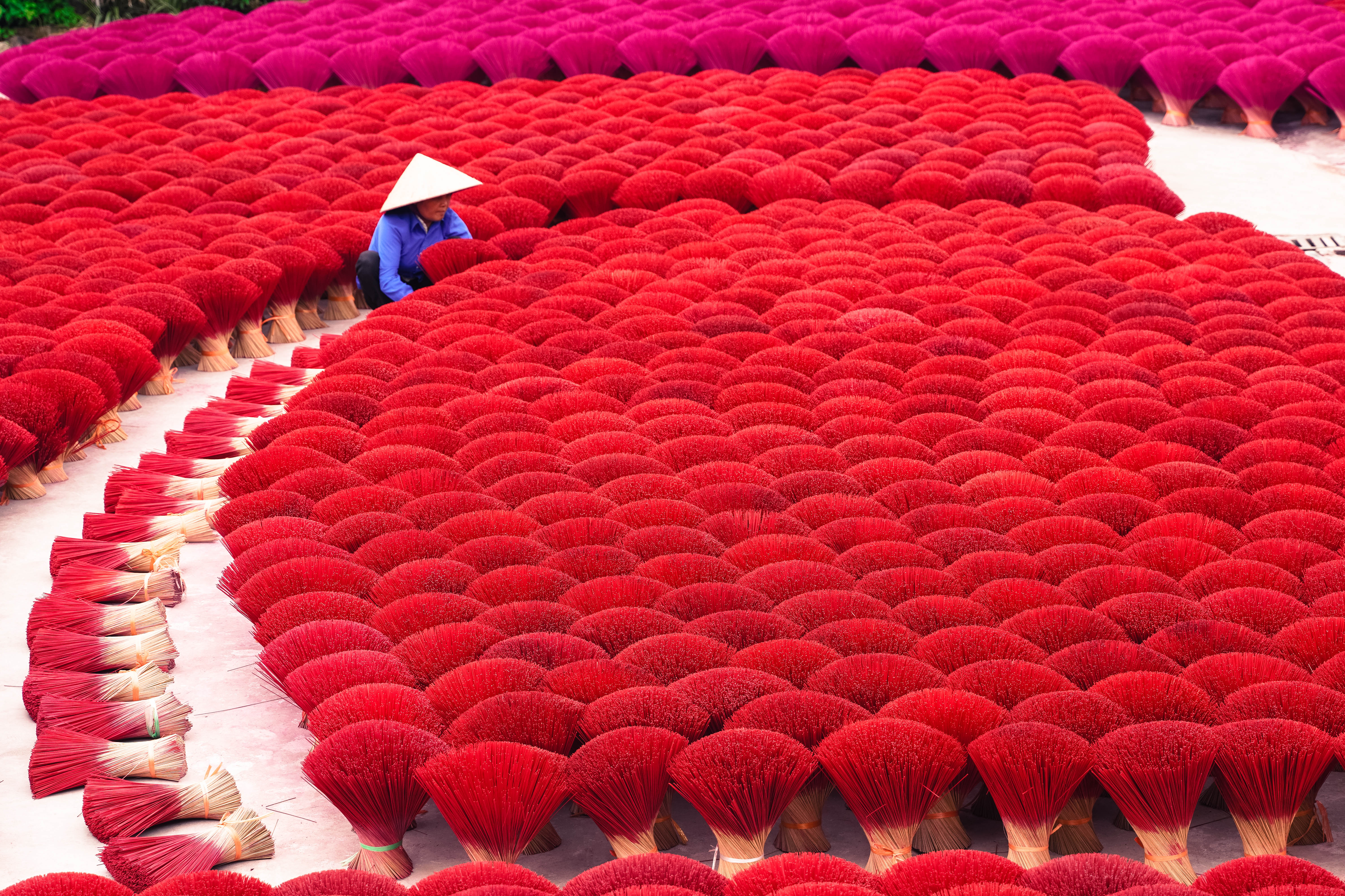 Asian woman with conical hat working on red incense sticks field outdoors.