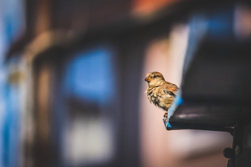 免费 栖息的小鸟的选择性聚焦照片 素材图片