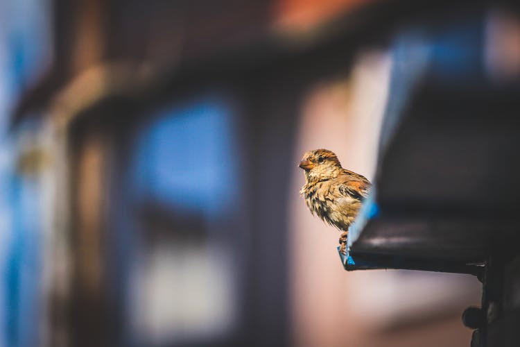 Selective Focus Photo Of Perched Small Bird