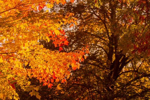 A lush display of colorful autumn leaves in Hamilton, showcasing vibrant fall foliage.