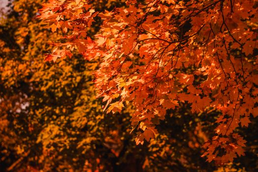 Stunning orange and yellow fall leaves in a Hamilton, Ontario park during autumn.