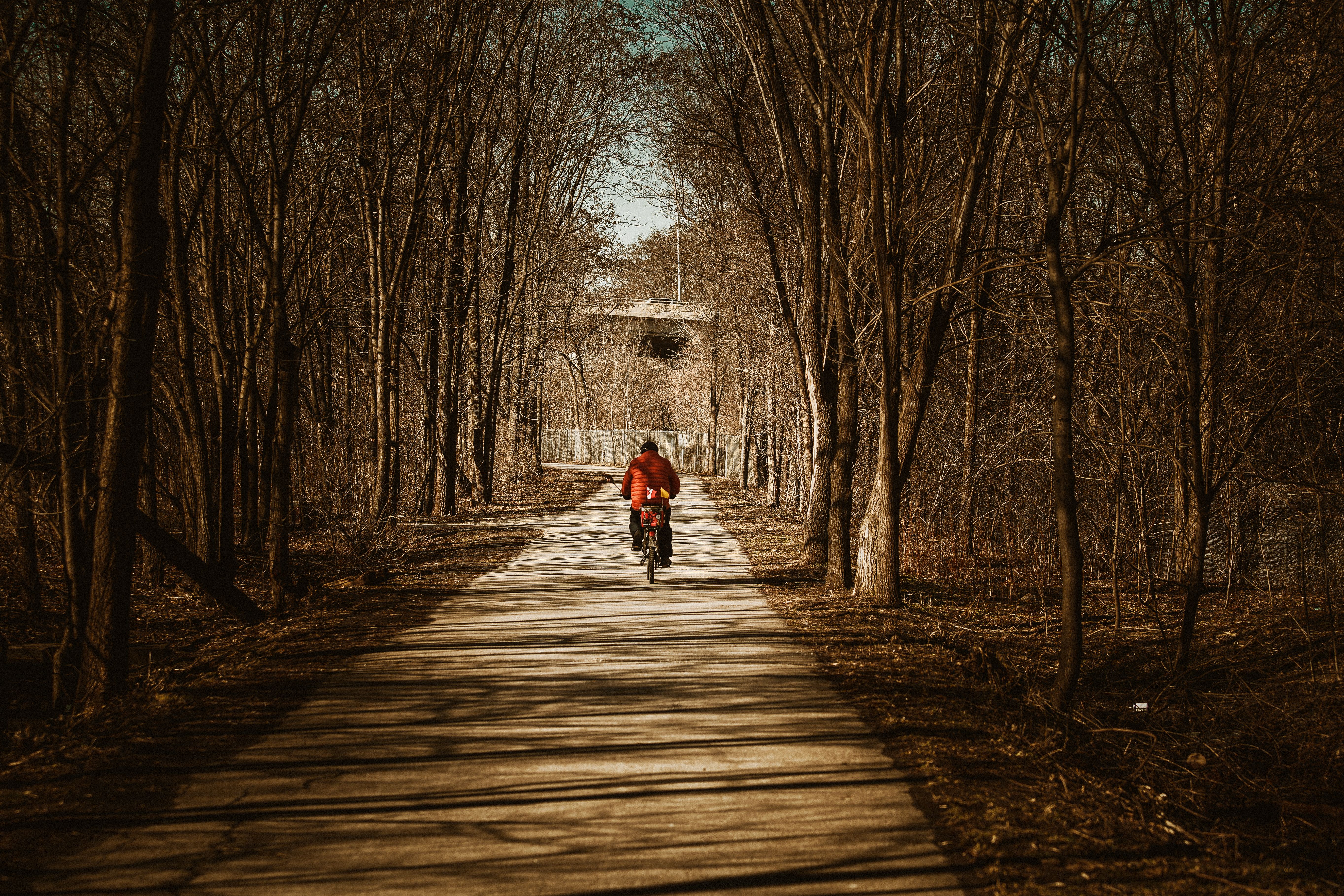 A lone cyclist on a forest path surrounded by bare trees during autumn in Hamilton, Ontario.