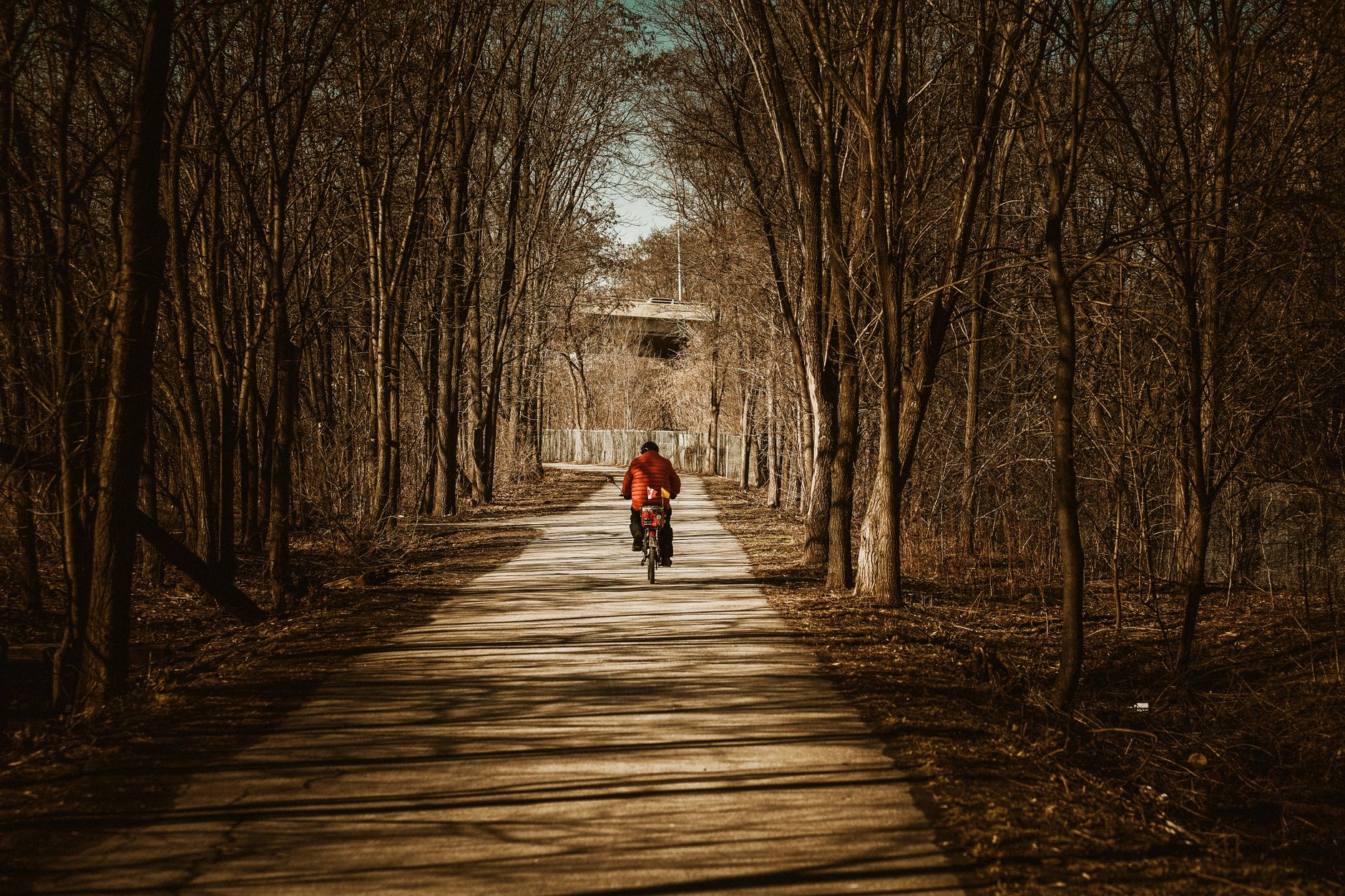 A lone cyclist on a forest path surrounded by bare trees during autumn in Hamilton, Ontario.
