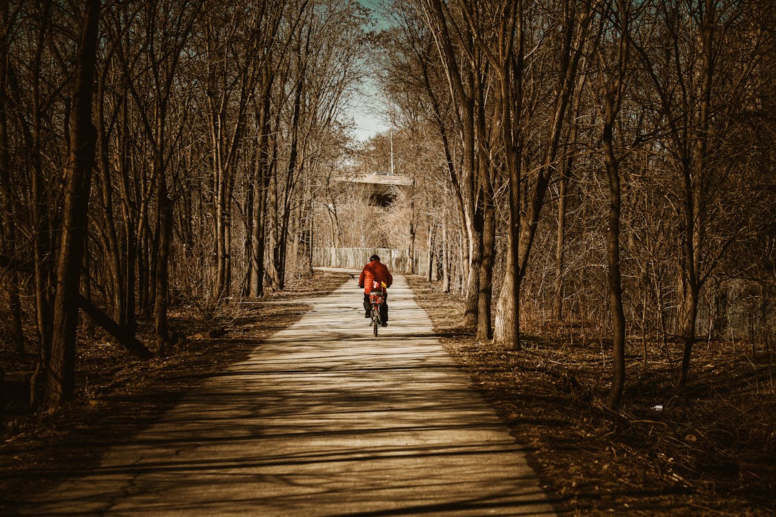 Person Riding Bike in Forest · Free Stock Photo