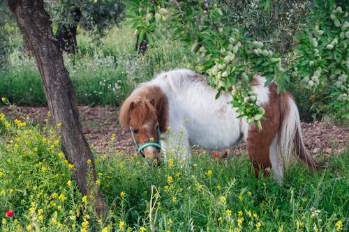 A horse eating grass in a field